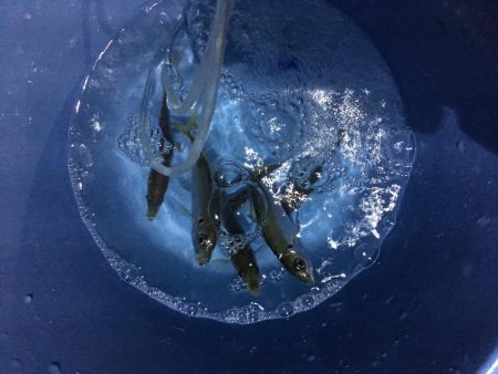 夕方にサビキでアジを釣る